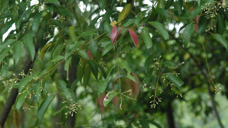 Cây Quế Bon. Cinnamomum bonii Lecomte - Cây Thuốc Nam Quanh Ta